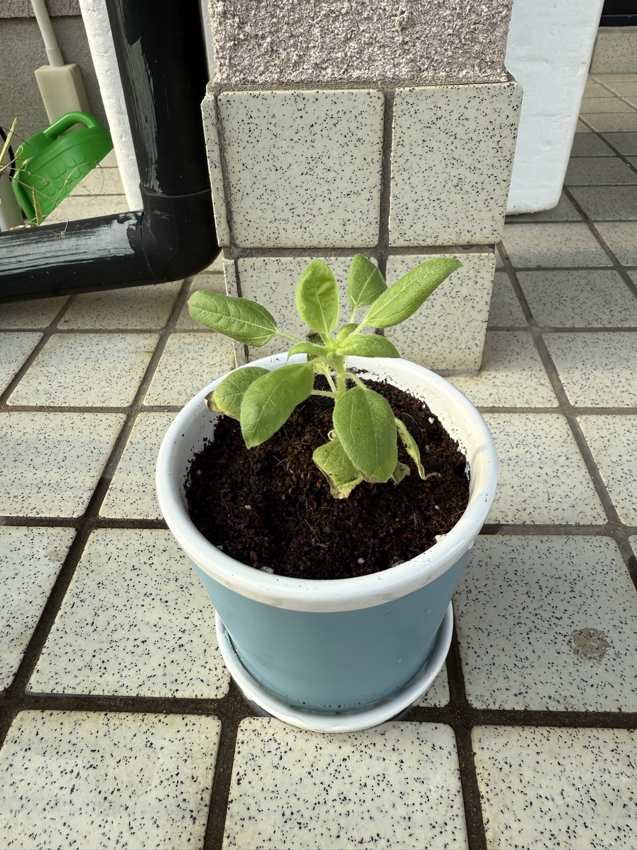 ミニひまわりの苗