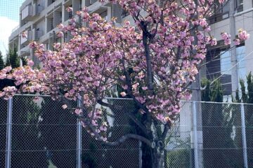 「暖かくなってきました」記事内の画像