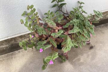 「ある日のクリニック」記事内の画像
