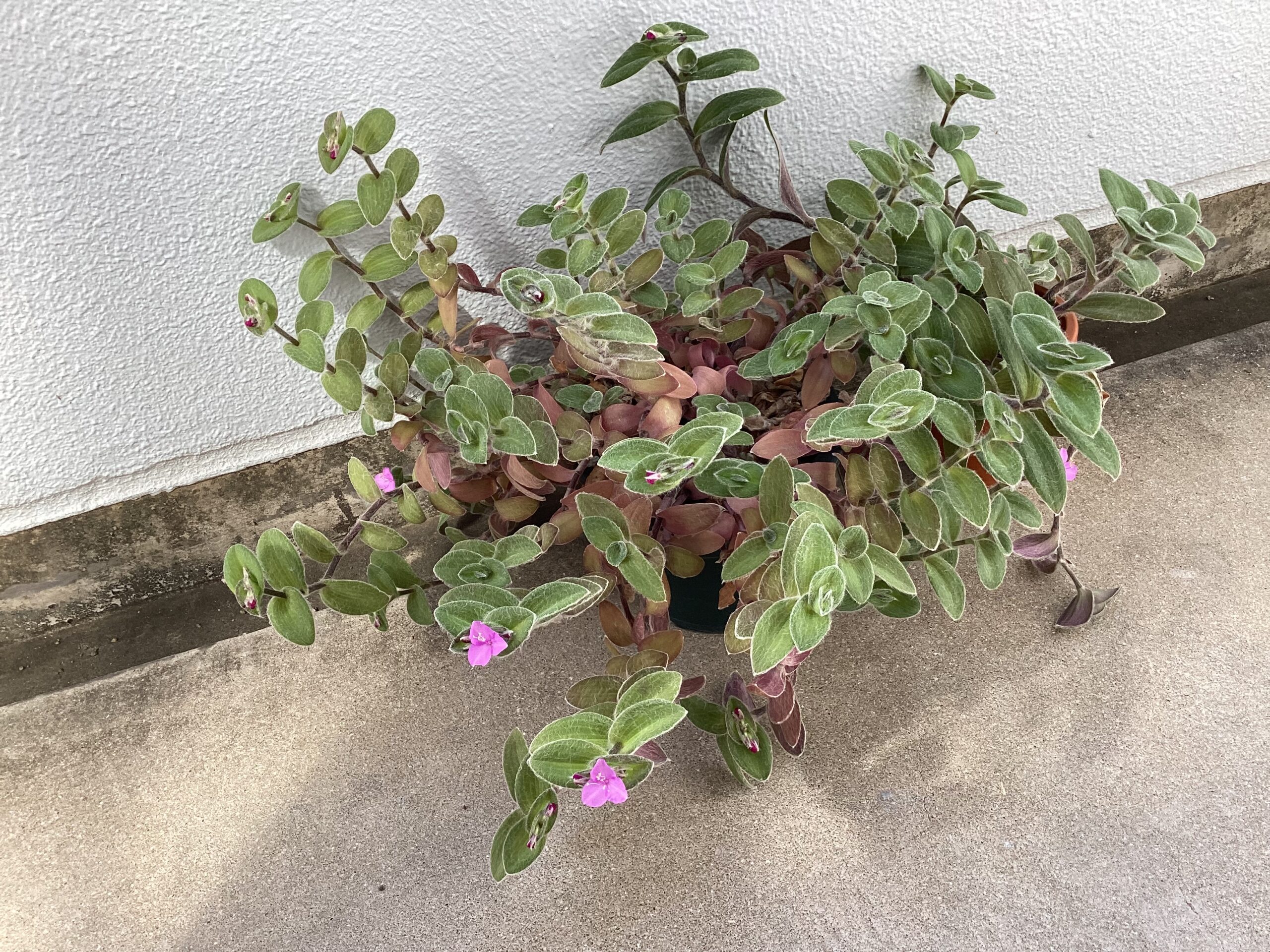 つゆ草の写真