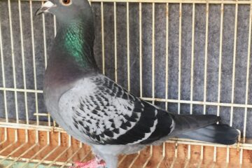 「ある日の患者さま」記事内の画像