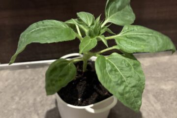 「ある日のスタッフ」記事内の画像
